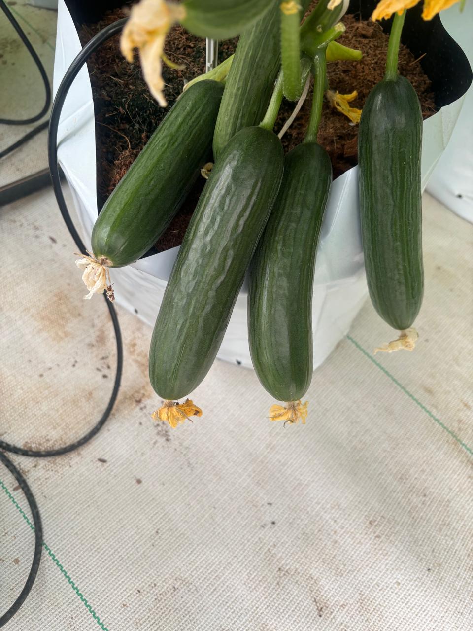 Cucumbers
