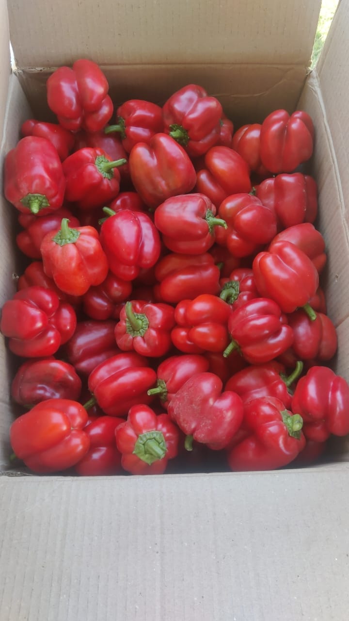 Red Bell Peppers