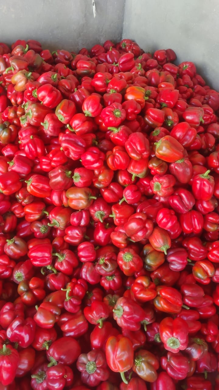 Fresh Red Bell Peppers