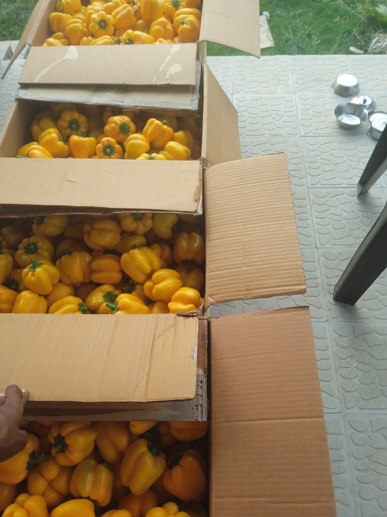 Yellow Pepper Boxes