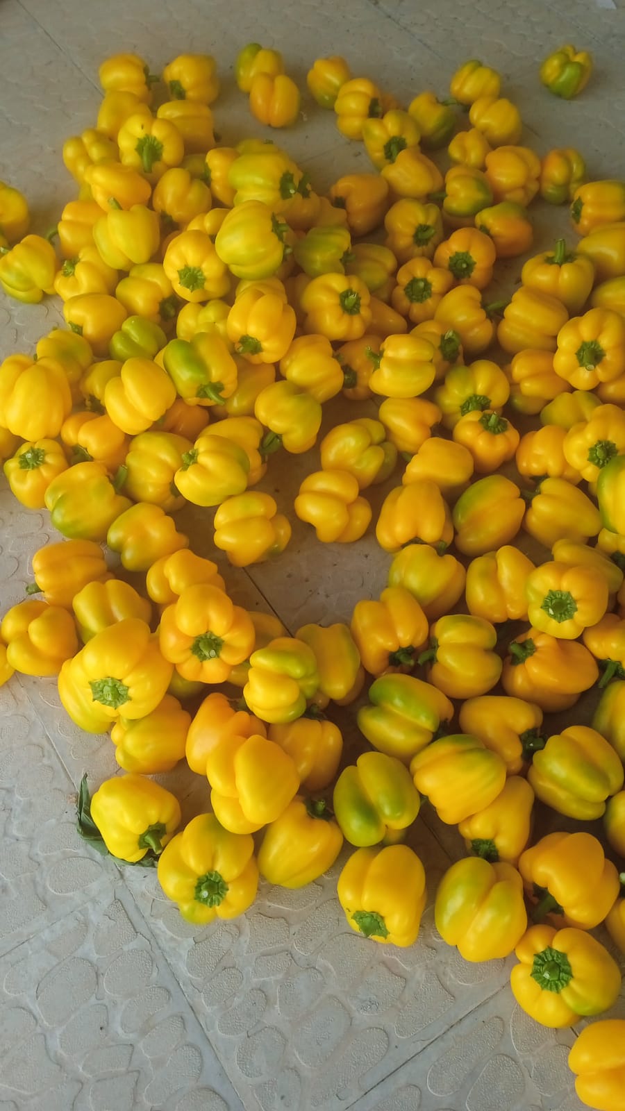 Yellow Bell Peppers